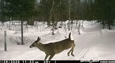 ForceDark Non-Cellular Trail Camera